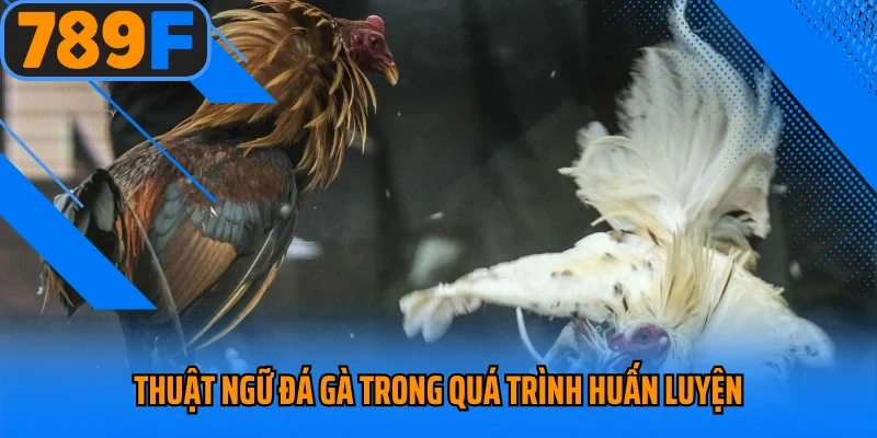Thuật ngữ đá gà trong quá trình huấn luyện